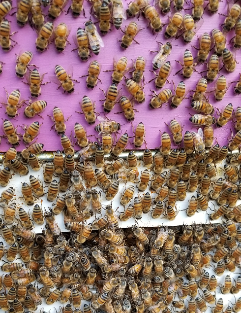 Washboarding Bees Image, Purple Hive.